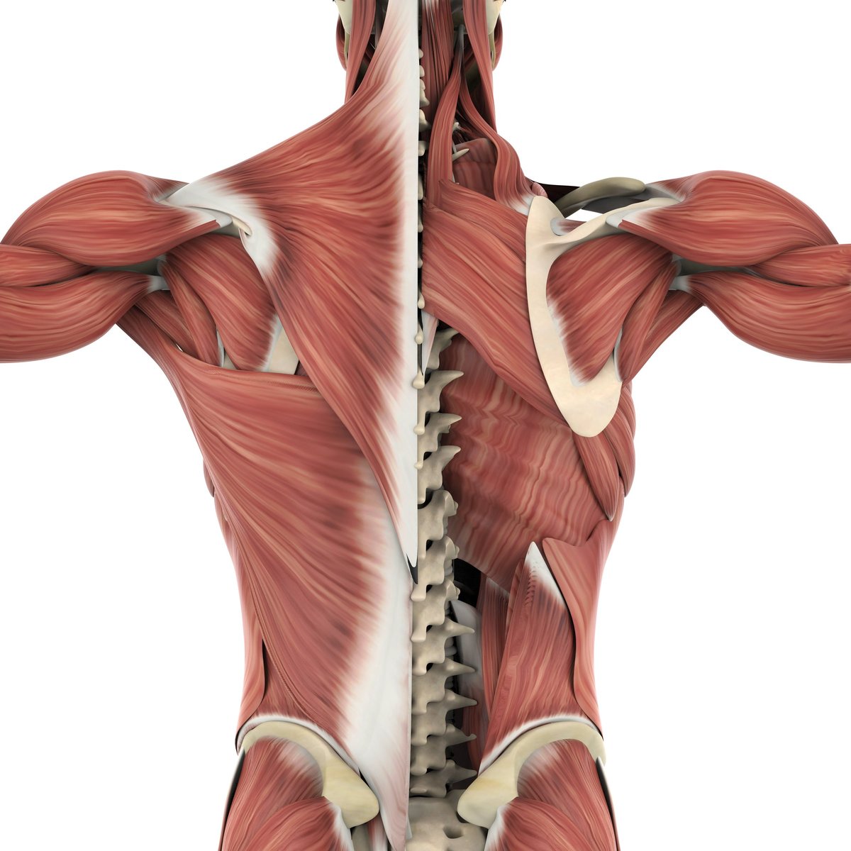 Muscles of the Back Anatomy - 3D Anatomical illustration